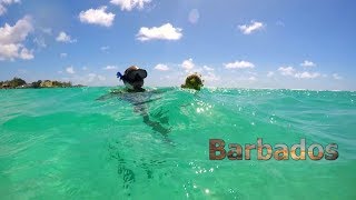 Paradise Found 7 Days of Tropical Delights in Barbados [upl. by Reprah]