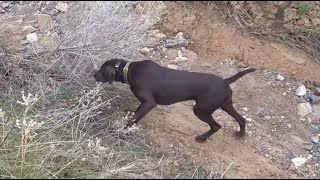 Pudelpointer on point  Training for the NAVHDA Natural Ability Test [upl. by Yntruoc]