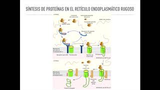 Transporte vesicular Retículo endoplasmático parte 3 [upl. by Orren]