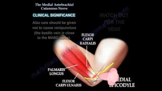 Medial antebrachial cutaneous nerve Dr Ebraheim [upl. by Delanos857]