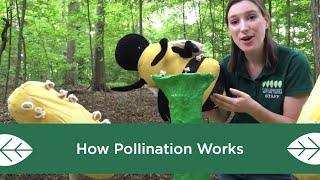 How Pollination Works [upl. by Farlee]