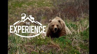 Alaska Peninsula Brown Bear Encounter  4K [upl. by Aluor184]