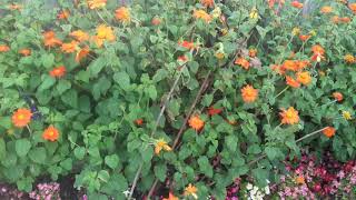 How to grow Tithonia Variety Torch Mexican sunflower [upl. by Aihsak]