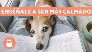 ¿Cómo tener un PERRO TRANQUILO ✅ 5 Consejos Efectivos y Fáciles [upl. by Intruoc]