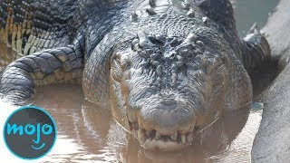 Top 10 Largest Reptiles [upl. by Eagle]