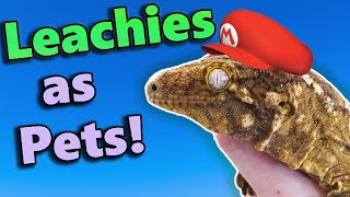 Leachianus Geckos Fun Facts and Care Tips [upl. by Lemieux]