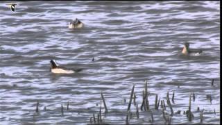 Wilsons Phalarope Foraging [upl. by Eerual]