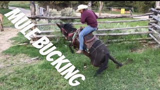 MULE BUCKS ME OFF Mule Ranching Vlog 1 [upl. by Nylazor]