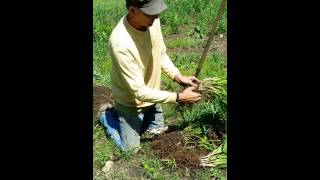 How to propagate Daylilies [upl. by Lawley598]