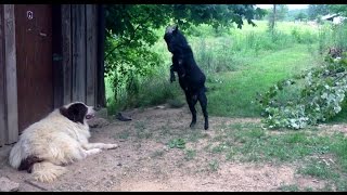 Crazy goat annoying the dog [upl. by Dowski391]