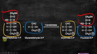 HMP Shunt Pentose phosphate pathway  Pentose Shunt PPP pathway [upl. by Ecnerrot]