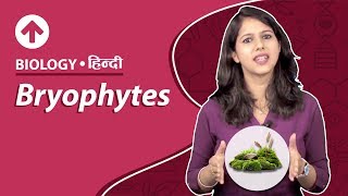 Bryophytes  Hindi  Biology [upl. by Newfeld]