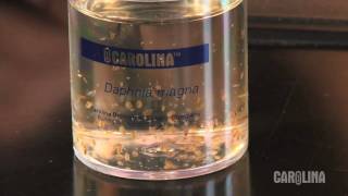 How to Care for Daphnia [upl. by Annmaria]