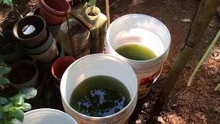 How to grow Green Water Algae [upl. by Selrac910]