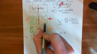 The Nernst Equation Part 1 [upl. by Kablesh]