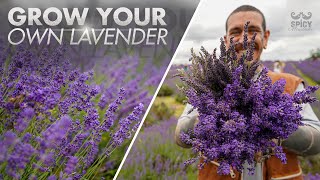 All you Need to Know about Growing Lavender [upl. by Ayerdna426]