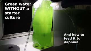 Green Water WITHOUT a Starter Culture  From Scratch  How To [upl. by Teyut]