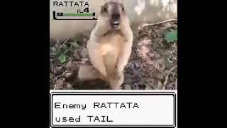 Wild Rattata appears [upl. by Ecirtac]