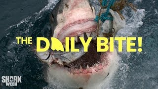 What are the Ampullae of Lorenzini  Countdown to Shark Week The Daily Bite [upl. by Lebatsirhc30]