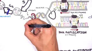 Pharmacology  Chemotherapy agents MOA Alkalating antimetabolites topoisomerase antimitotic [upl. by Peterman818]