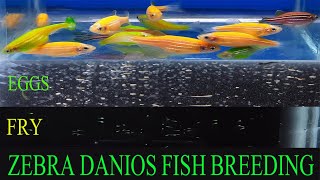 How To Breed Zebra Danios  Green Zebra Danio Fish Breeding [upl. by Akcemat971]