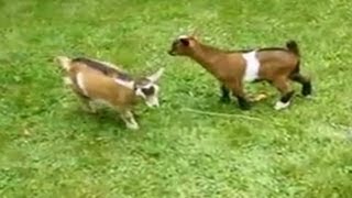 Adorable dwarf goat knocks over playmates [upl. by Nal]