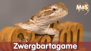 B wie Bartagame  Zwergbartagame  Pogona henrylawsoni  Reptilien ABC [upl. by Lux]