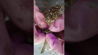 How to harvest Tithonia  Mexican Sunflower seeds [upl. by Marlen]