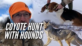 Hunting Coyotes with Hounds [upl. by Warp]