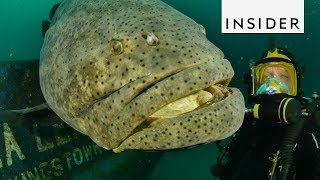 Meet the Goliath Grouper Fish [upl. by Woodhead838]