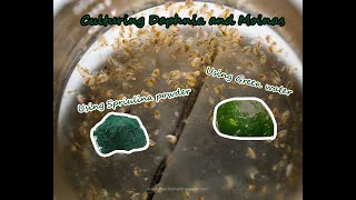 How To Culture Daphnia and Moinas using Green Water Spirulina powder [upl. by Harim]