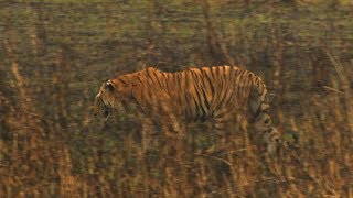 Bengal Tiger Panthera tigris tigris in Kaziranga India [upl. by Balthazar]