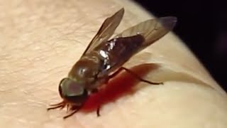 🪰 Horsefly bites and wounds me an experiment and explanation [upl. by Stanton]