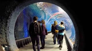 Oceanarium Afrykarium Wroclaw Poland WALKING TOUR HD 1080p [upl. by Kenison]