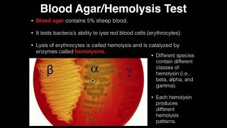 Microbiology HemolysisBlood Agar [upl. by Peoples441]