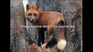 Screaming Foxes  Audio [upl. by Nolyk204]