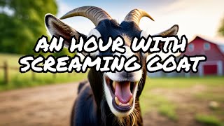 screaming goat 1 hour [upl. by Hylan]