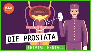 Was macht die Prostata  Trivial Genial  DAKGesundheit [upl. by Gillespie]