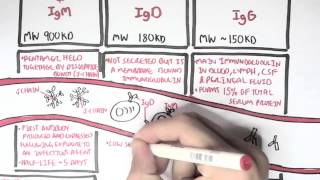 Immunology  Antibodies Function [upl. by Cathrin]