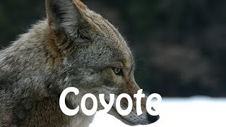 How To Say Coyote [upl. by Almond380]