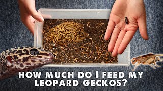 How Much amp What I Feed My Leopard Gecko  UPDATED [upl. by Ettevram]