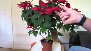 Poinsettia Care After Flowering [upl. by Eussoj]