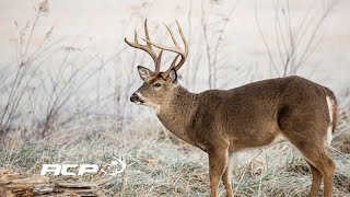 Les passes naturelles en chasse au chevreuil [upl. by Ahsimed]