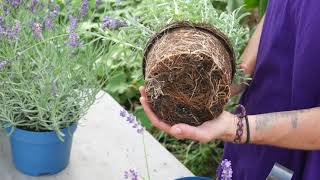 How to Plant Lavender Top Tips  Lavender World [upl. by Hornstein]