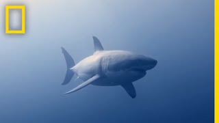 How to Identify a Bull Shark  Raging Bull Shark [upl. by Aleunamme]