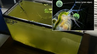 Raising Daphnia for the Freshwater Aquarium [upl. by Colt]