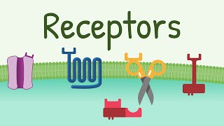 Receptors Types amp Functions [upl. by Emmey]