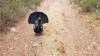 Capercaillie attack in the Scottish highlands [upl. by Ettennan]