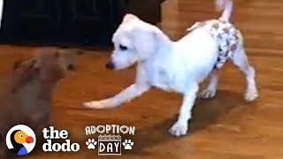 This Puppy Mill Dog Is Finally About To Get A Family  The Dodo Adoption Day [upl. by Gallagher228]