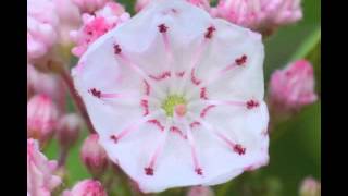 Plant portrait  Mountain laurel Kalmia latifolia [upl. by Thrift]